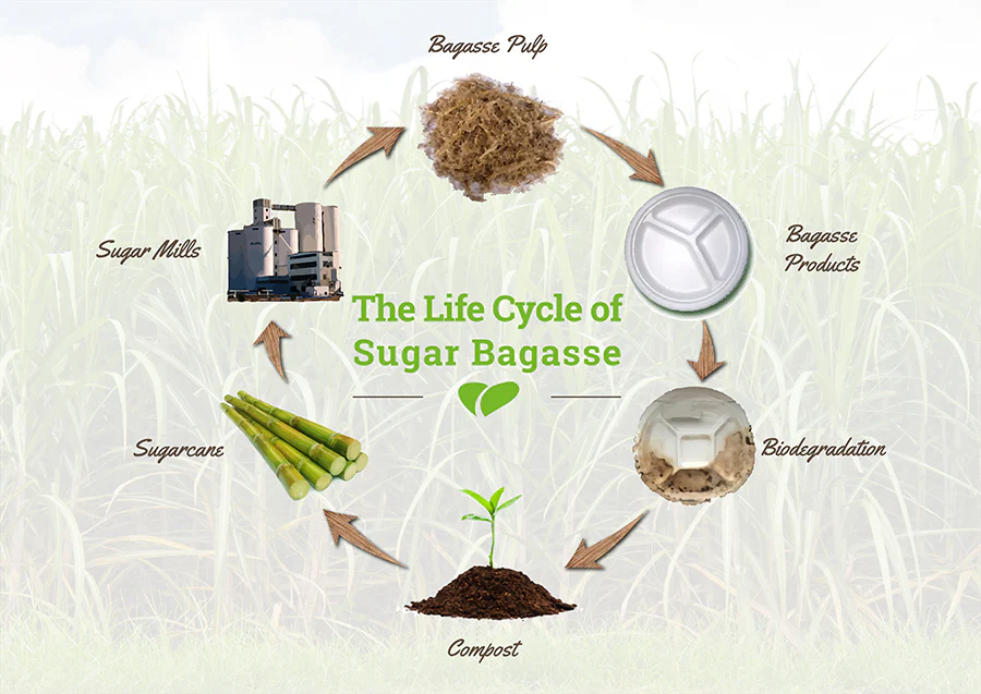 Sugarcane Bagasse Tableware Exporter to Canada