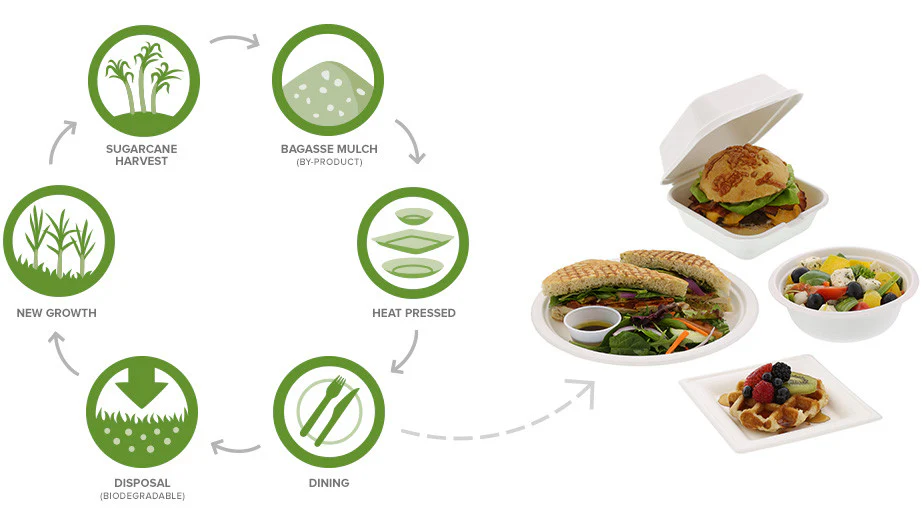 Understanding Bagasse and Its Applications in Bakeries