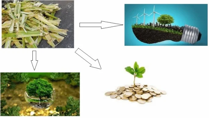 Economic Advantages of Bagasse