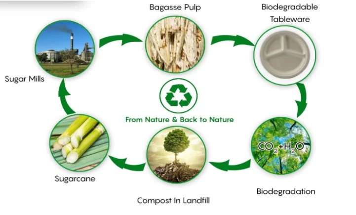 Bagasse: From Pulp to Plate